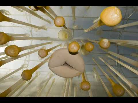 Ernesto Neto Photo 14