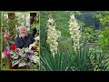 Yucca  un style moderne des fleurs  foison une touche dexotisme le quotidien du jardin n314