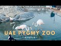 Pygmy zoo Ajman | Uae Pygmy zoo,Ajman | Animal park in Ajman , UAE