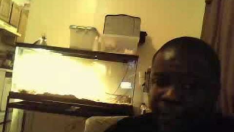 Baby Black Blood Python