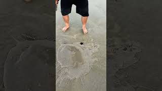 Beachcombing for mantis shrimp! Beachcombing! Beachcombing! Beachcombing!