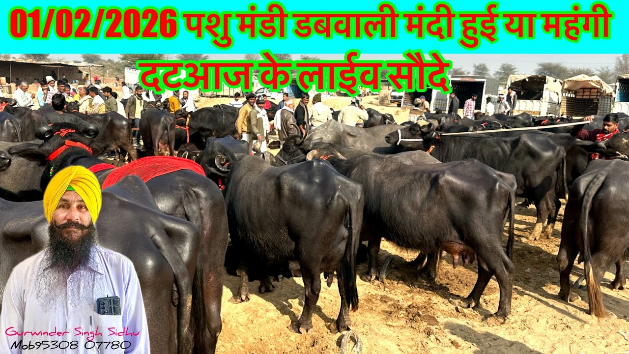 01/02/3036 पशु मंडी डबवाली पंजाब हरियाणा की बेहतरीन मंडी देखि  लाईव सौदे @priyankadinuvlogs4789 