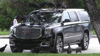 Vultures attack car