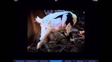 CITransition Slide Show Demo