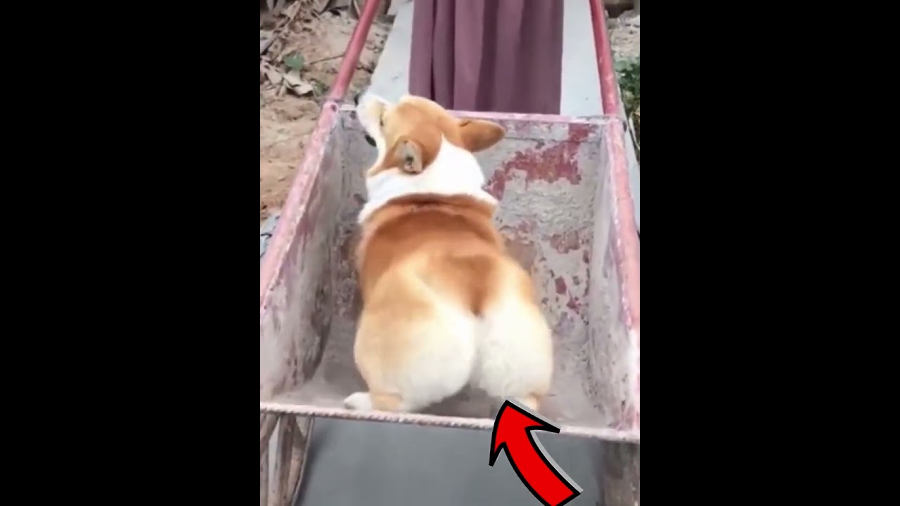 😂😳Corgi booty twerk twerk funny butt