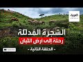 الشجرة المدللة رحلة إلى أرض اللبان الحلقة الثانية