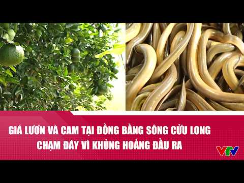 Giá lươn và cam sành tại Đồng bằng sông Cửu Long chạm đáy vì khủng hoảng đầu ra | VTV24