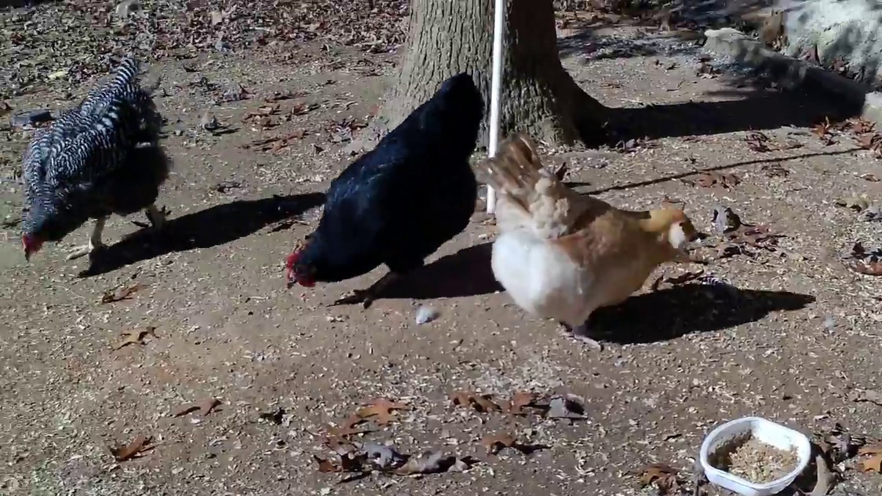 Dogs: The Worst Chicken Predator