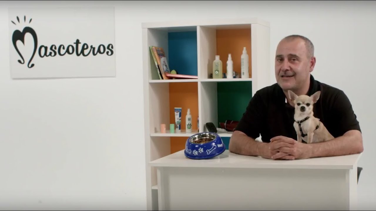 8. ¿Qué cantidad de comida necesita un perro Chihuahua según su edad y tamaño?