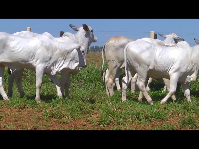 LOTE 33   14789 14744 14476 14752 14725 mp4