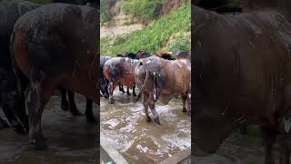 Excellent  smart farming  #youtubeshorts #cow #foryou #farming #bullfarm  #farm #viral #viralvideo