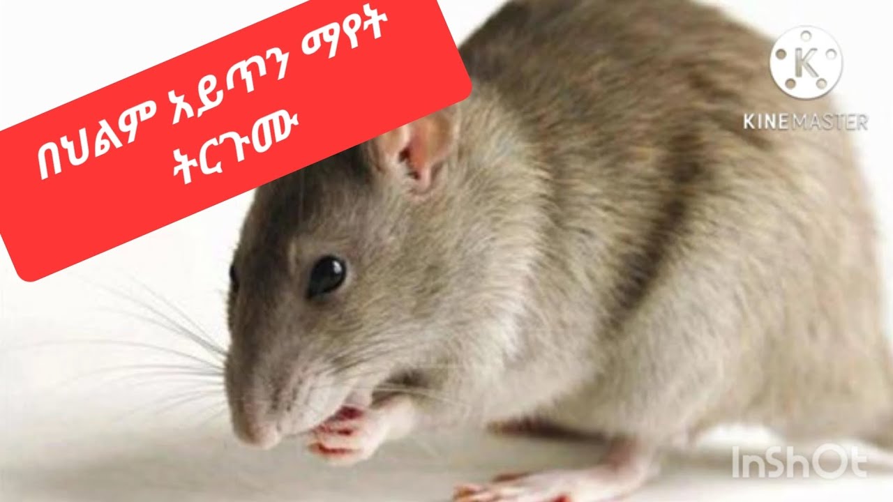 በህልም አይጥን ማየት ወይም መግደል ፍች