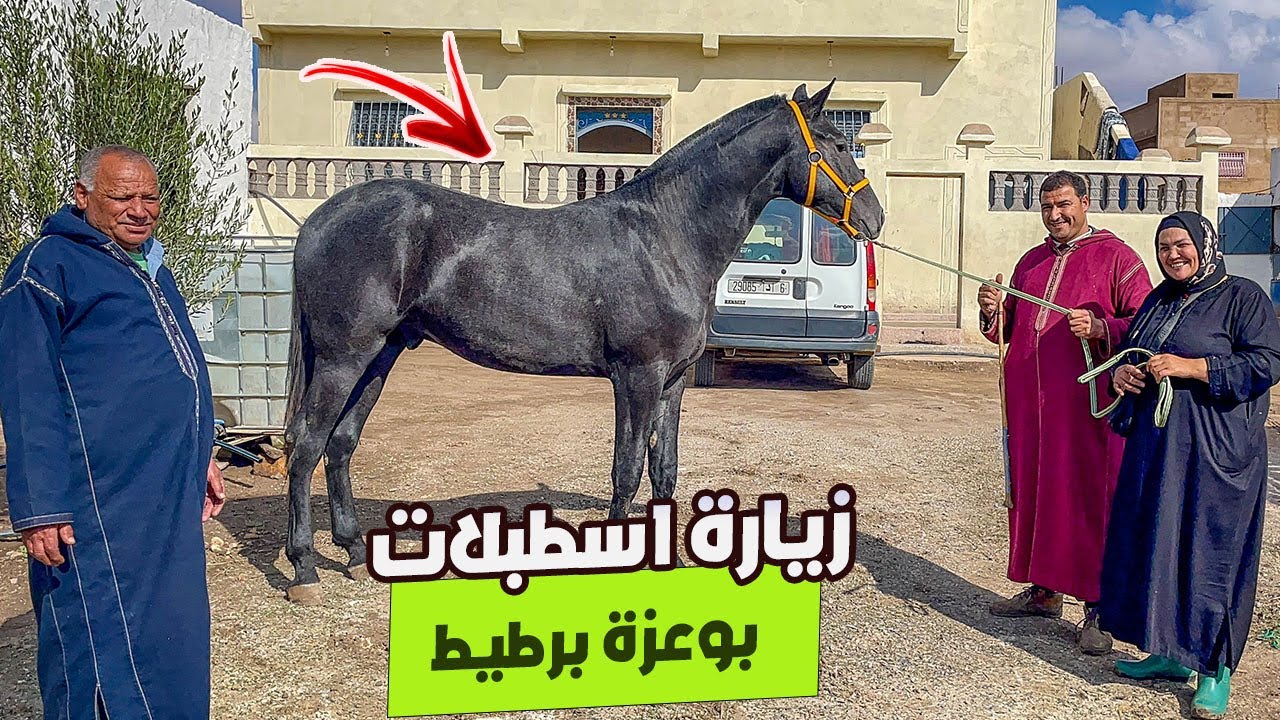 🚨فلوق مغيز مع الحباب زيارة اسطبلات بوعزة برطيط مول التلاميذ كاين المليح و الاصل ✅