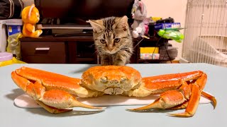 子猫が初めて巨大なカニに遭遇するとこうなりますw