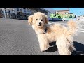 【忠犬】買い物中の飼い主を寂しそうに待ち続ける子犬が愛おしい。【トイプードル】