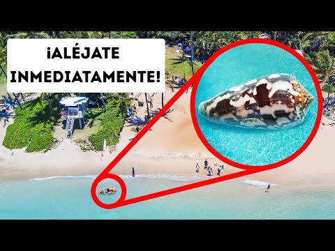 Si ves este caracol, retrocede lentamente hqdefault