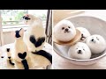 AWW Animals SOO Cute! Cute baby animals Videos Compilation cute moment of the animals #13