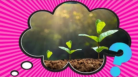 What Is a Miyawaki Forest?