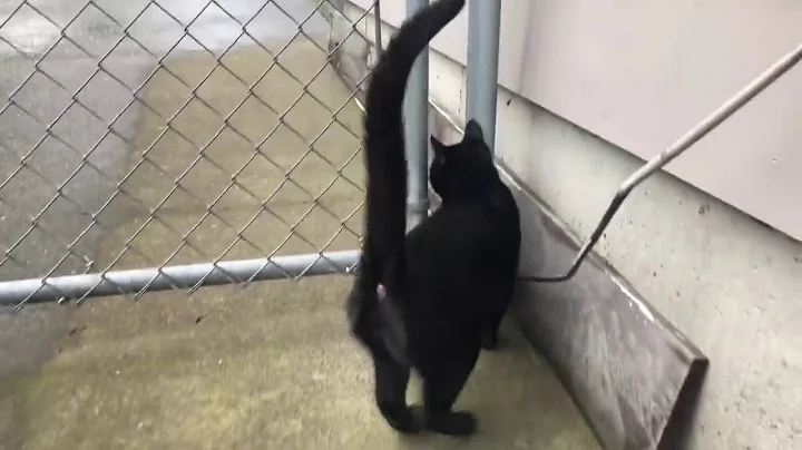 Loki Escapes into the Rain, Defeated by Fence