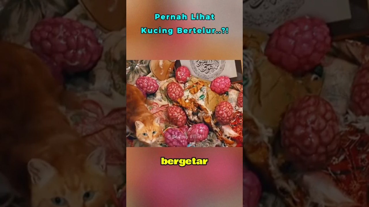 Kucing menelan manusia