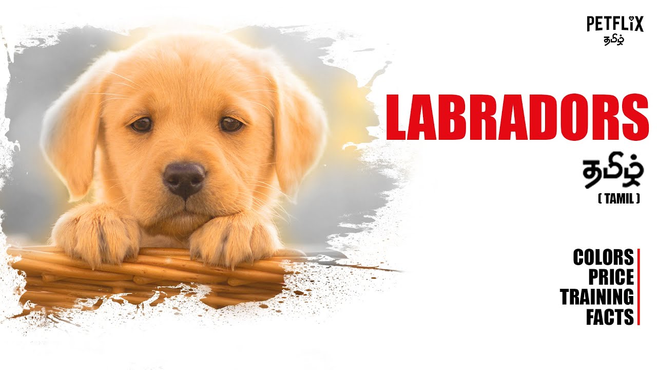 Labradors தம ழ Labradors As Pets Petflix Tamil Labrador Retriever Dogs Youtube