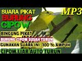 SUARA PIKAT BURUNG CIPOW LIAR |COCOK BUAT CIPOW LIAR YANG SUSAH TURUN