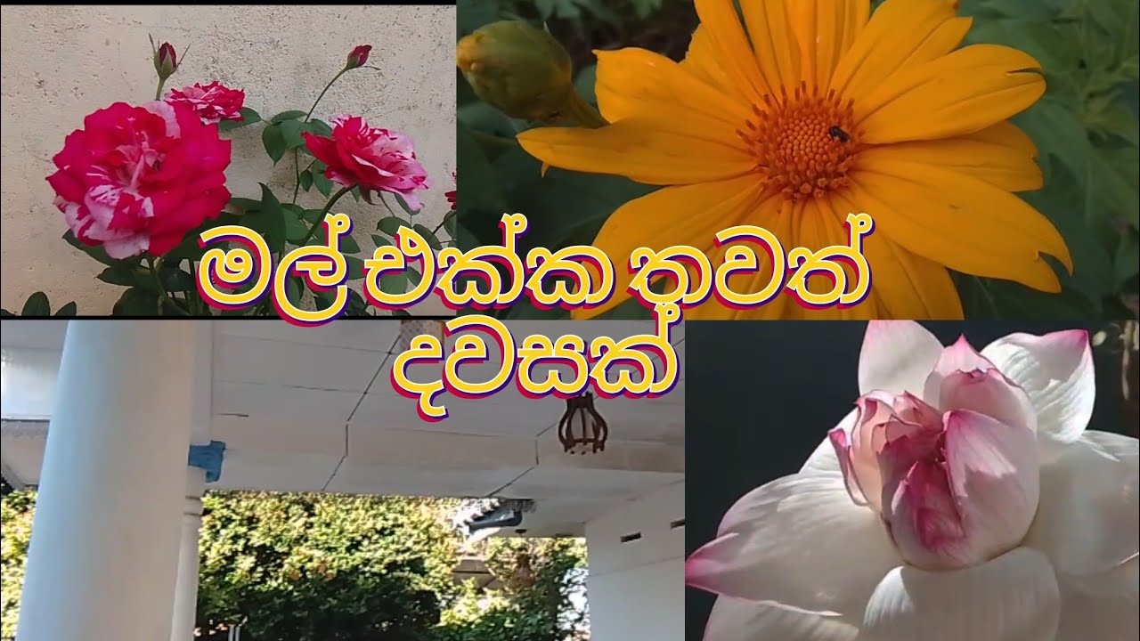 සොබාදහමත් එක්ක ආදරෙන්🦚🦚#animals#love #nature #natureflowers 