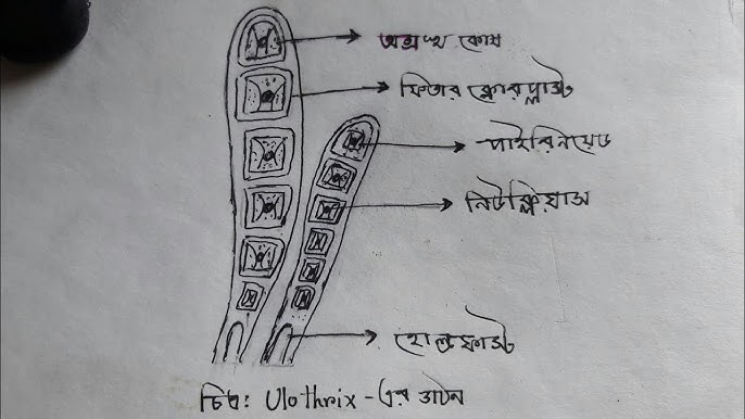 Brittni hol qin porno surat