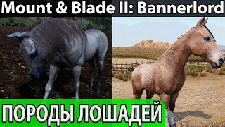 Породы лошадей в Mount & Blade II: Bannerlord. Блог Разработчиков 97. Dev Blog 04/04/19