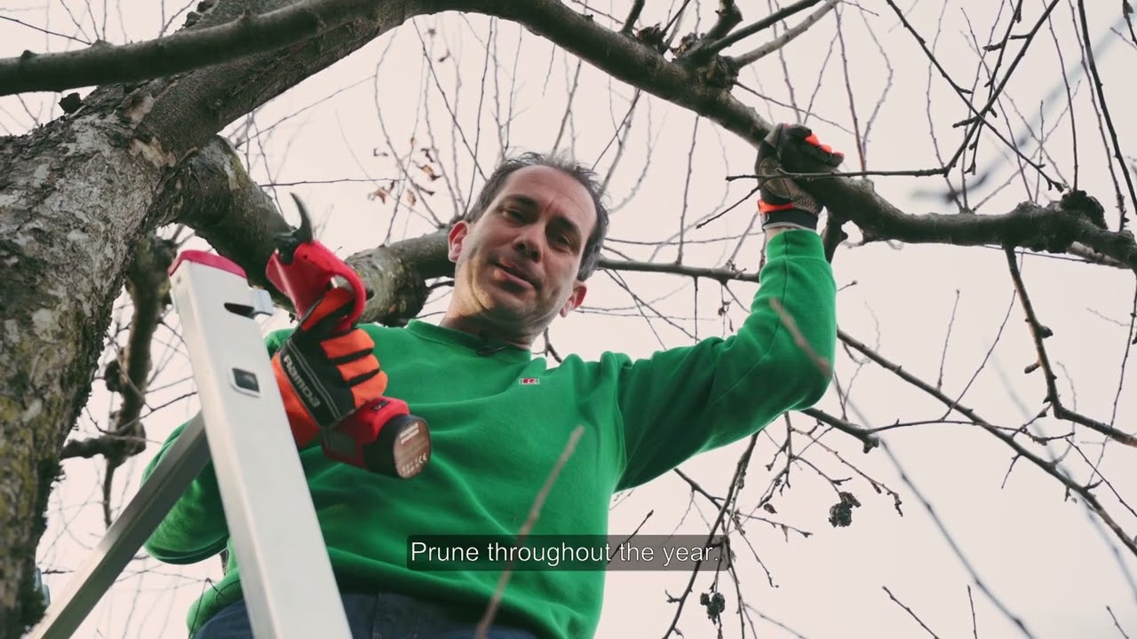 VIDEO NASVETI: Kako pravilno obrezati sadna drevesa, vrtnice in grmasto jagodičevje?