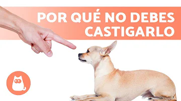 ¿Cuál es el castigo adecuado para un perro?