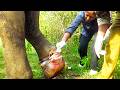 Wild Elephant Suffers Severe Leg Injury After Getting Entangled in Fishing Net #elephant