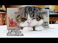 夜は箱に入ってまったりするねこ。-Maru relaxes in the box at night.-