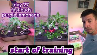 Day 27 For The Purple Lemonade From