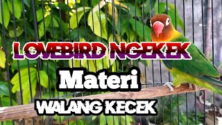 Masteran Lovebird Materi  walang kecek/Gampang Masuk/Terbaru 2022