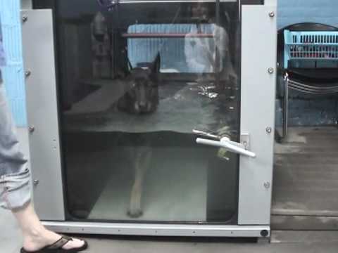 Dog Exercise with Super Fit Fido Club "Pool vs Underwater Treadmill"
