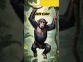 Baby Chimp Song Shorts For Kids