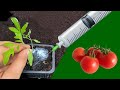Les plants de tomates poussent comme des fous si vous les injectez avec a  la vraie solution