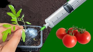 The tomato plants grow like crazy if you injected them with that! (the real solution)