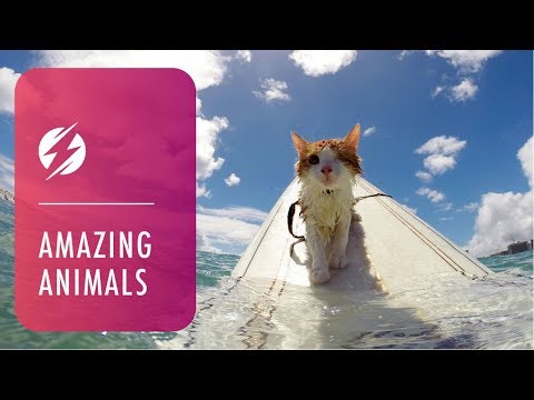 Mira cómo un gato con un solo ojo surfea en las playas de Hawai 