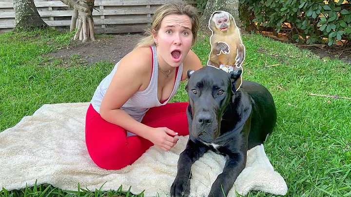 SURPRISING MY BABY MONKEY WITH A PUPPY! WILL HE LI...