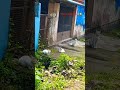 ഇവിടെ എത്ര പൂച്ചകളുണ്ട് #shorts
