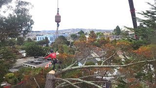 SF Hills - Pine Tree Crane Removal