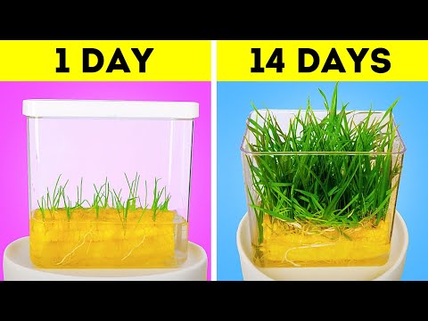 Video: Sfaturi pentru cultivarea fustei: aflați ce este o plantă a fustei și cum să o creșteți în grădină