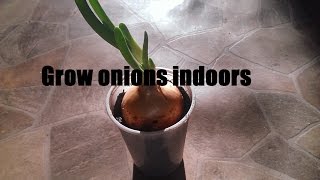 Easy way to grow green onions indoors at winter time
