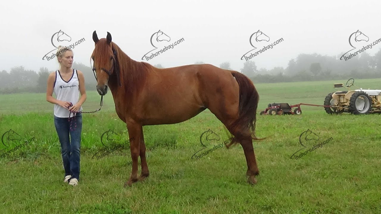Gaited Horse For Sale YouTube