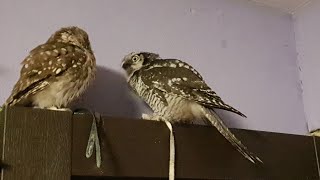 Hawk-owl Iva and little owl Yunya