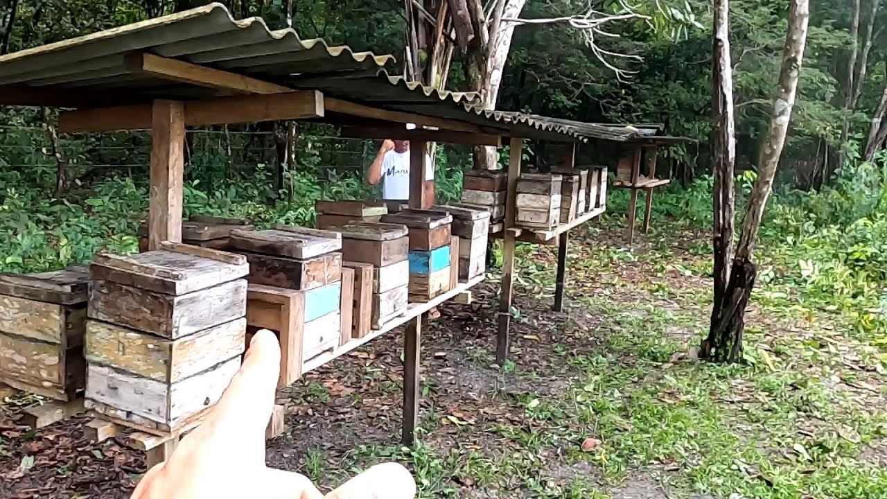 Onde criar uruçu amarela