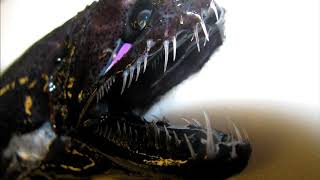 Facts The Viperfish