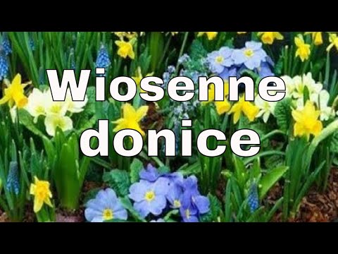 ARANŻACJE KWIATÓW CEBULOWYCH